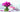 Keep your flowers fresh through flower delivery