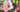 What Does The Orchid Flower Mean? Explore Its Significance