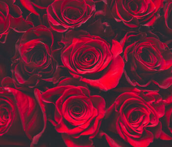 Discover The Significant Meaning of A 99 Roses Bouquet
