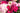 The Language Of Success: Flowers For Prosperity In Singapore