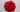Why 12 Roses? The Romantic Meaning Behind The Bouquet