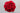 Why 12 Roses? The Romantic Meaning Behind The Bouquet