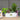 Zamioculas Table Plant