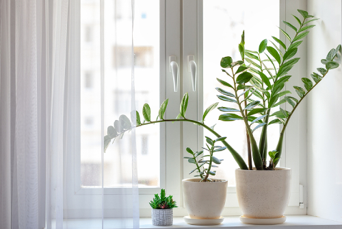 7 Fantastic Ways To Decorate With Potted Plants Indoors