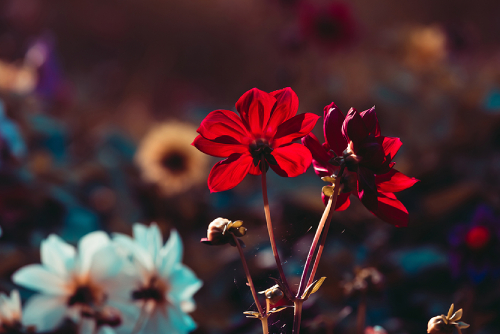 Eerie Elegance: Black Flowers For Halloween Florals