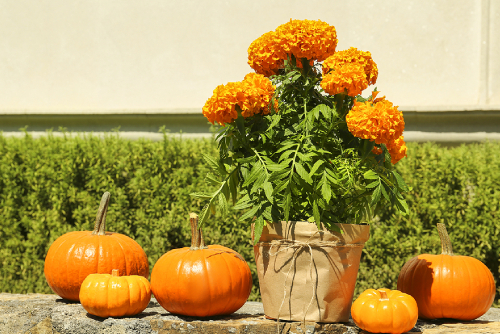 Flowers Of The Month: Marigold And Cosmos