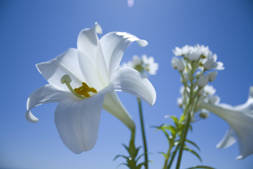 The Meaning of Lily Flowers: Origin, Colours, and Symbolism