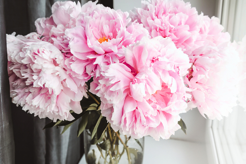 Unveiling the Symbolism and Colour Meaning of Peony Flowers