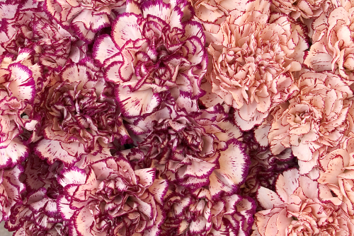 Carnation Colours And Their Symbolism: What They Represent