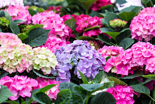 Hydrangea Colours & Their Symbolic Meanings You May Not Know Of