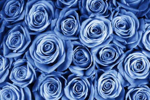 Blue Roses: The Symbolism And Significance Explained