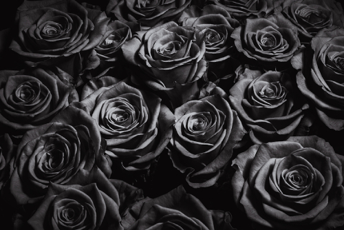 Black Roses: What Do These Mysterious Flowers Symbolise?