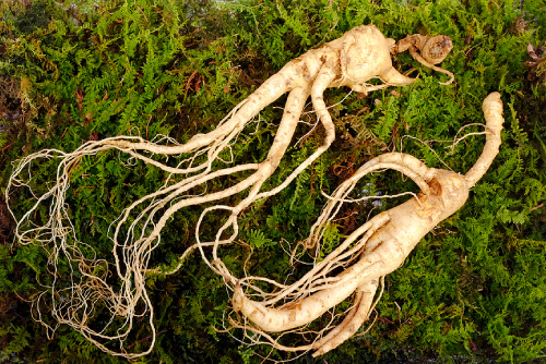 Gifting Ginseng Products: An Overview Of Its Symbolisms