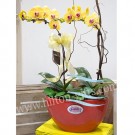 Yellow Phalaenopsis