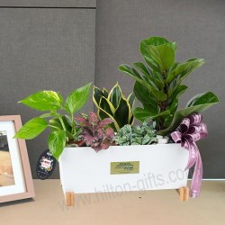 Zamioculas Table Plant	
