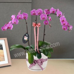 Purple Phalaenopsis Table Garden	
