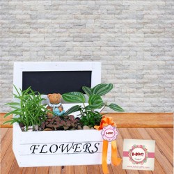 Peperomia