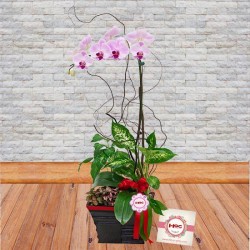 Phalaenopsis